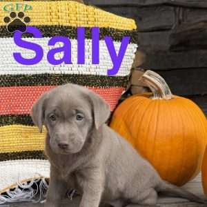 Sally, Silver Labrador Retriever Puppy