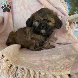 Tyler, Shih Tzu Puppy