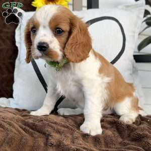 Duke, Cavalier King Charles Spaniel Puppy