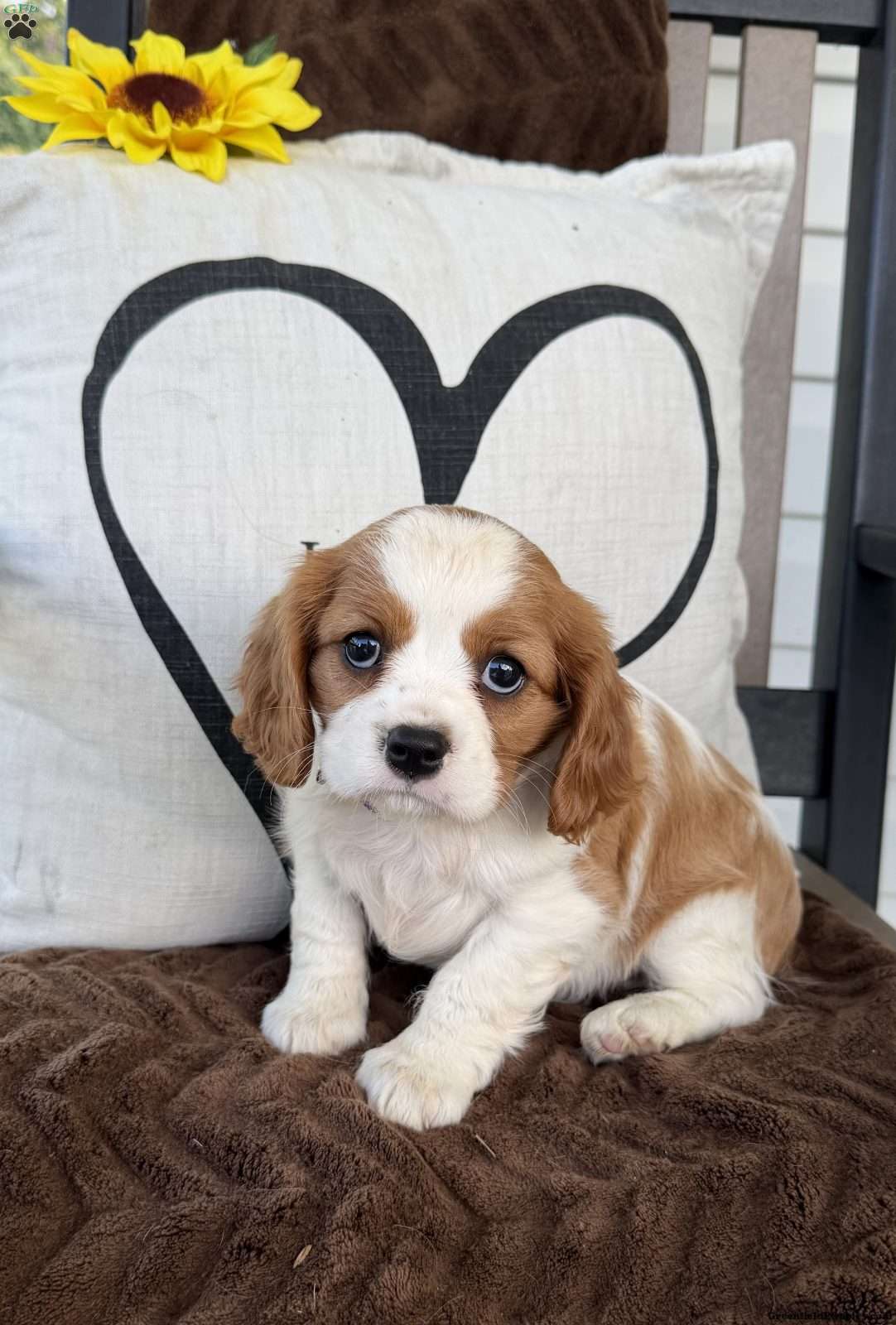 Daisy (Cavalier King Charles Spaniel, Female) in Orrtanna, PA