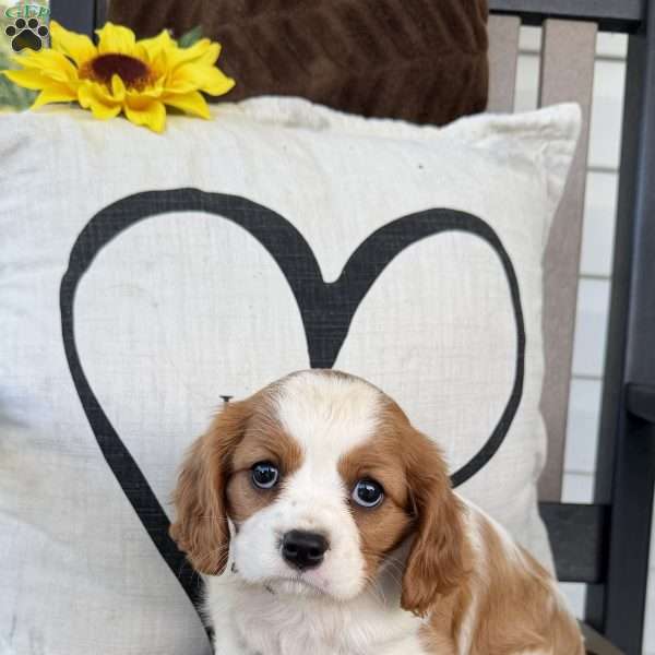 Daisy, Cavalier King Charles Spaniel Puppy