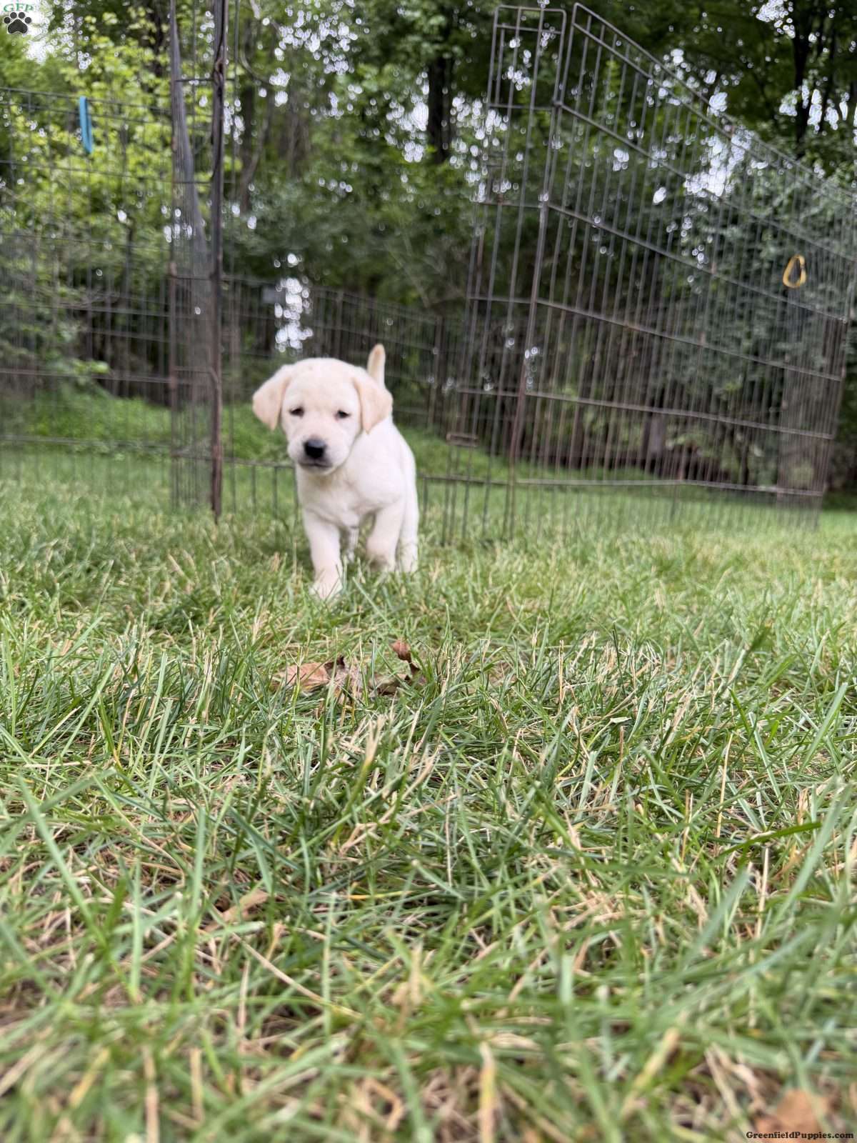 Maggie (Labrador, Female) in Robesonia, PA