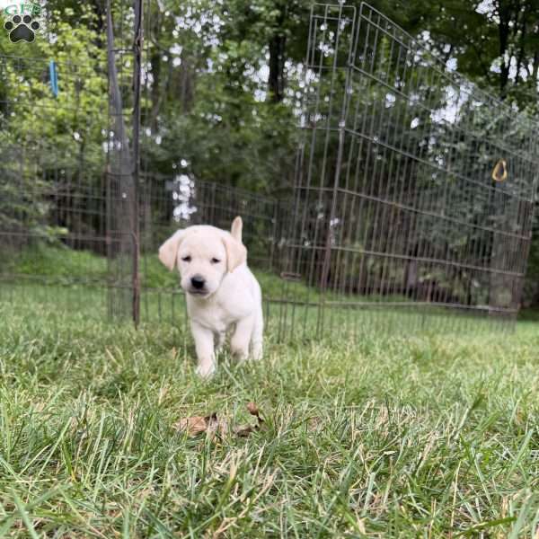Maggie, Yellow Labrador Retriever Puppy