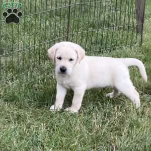 Maggie, Yellow Labrador Retriever Puppy