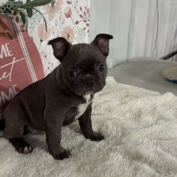 Sophia, Frenchton Puppy