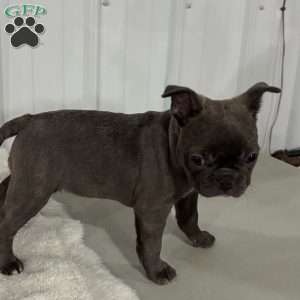 Sophia, Frenchton Puppy