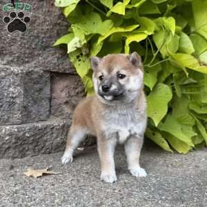 Bailey, Shiba Inu Puppy