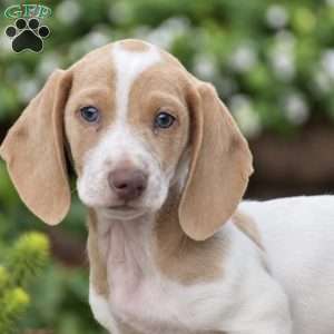Marvel, Dachshund Puppy