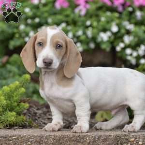 Marvel, Dachshund Puppy