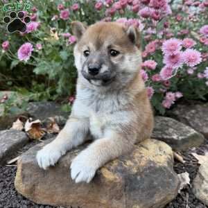 Bailey, Shiba Inu Puppy