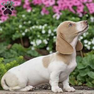 Marvel, Dachshund Puppy