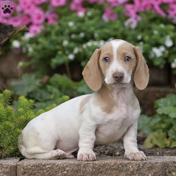 Marvel, Dachshund Puppy