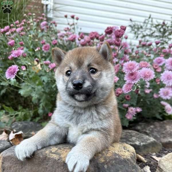 Bailey, Shiba Inu Puppy