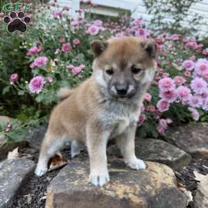 Bailey, Shiba Inu Puppy