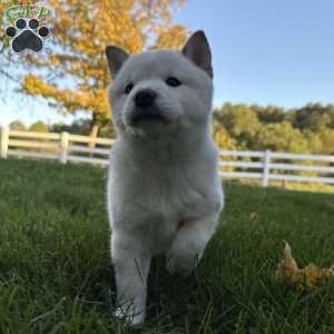Bentley, Shiba Inu Puppy