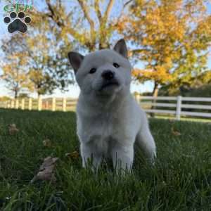Bentley, Shiba Inu Puppy