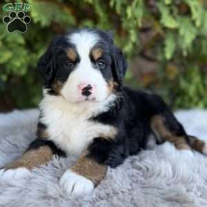 Max, Bernese Mountain Dog Puppy