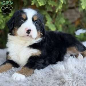 Max, Bernese Mountain Dog Puppy