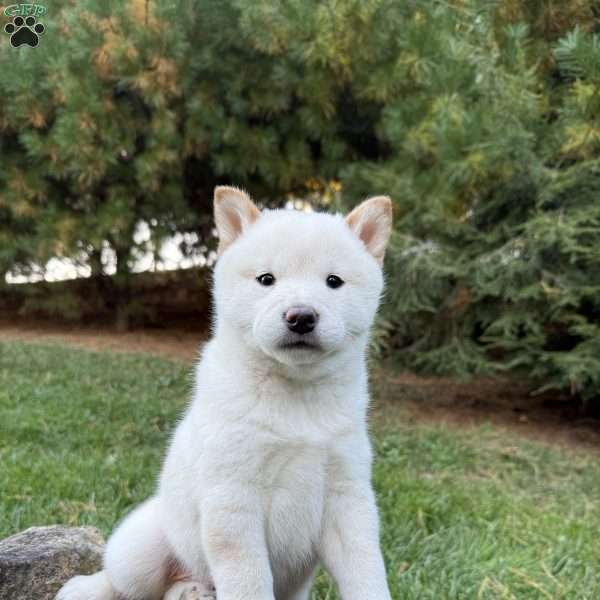 Bentley, Shiba Inu Puppy