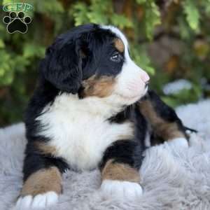 Max, Bernese Mountain Dog Puppy