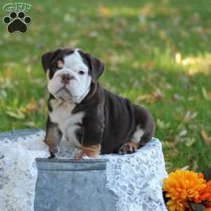 Dozer, English Bulldog Puppy