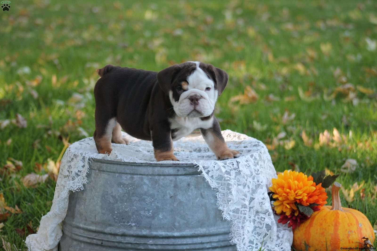 Dozer (Bulldog, Male) in Mohnton, PA