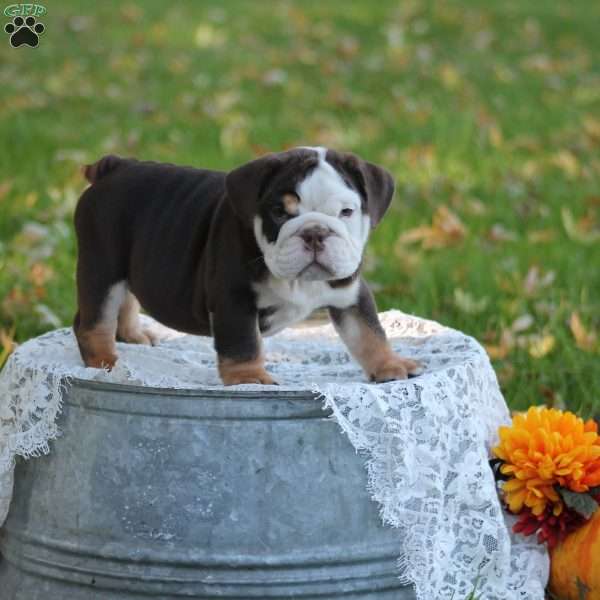 Dozer, English Bulldog Puppy