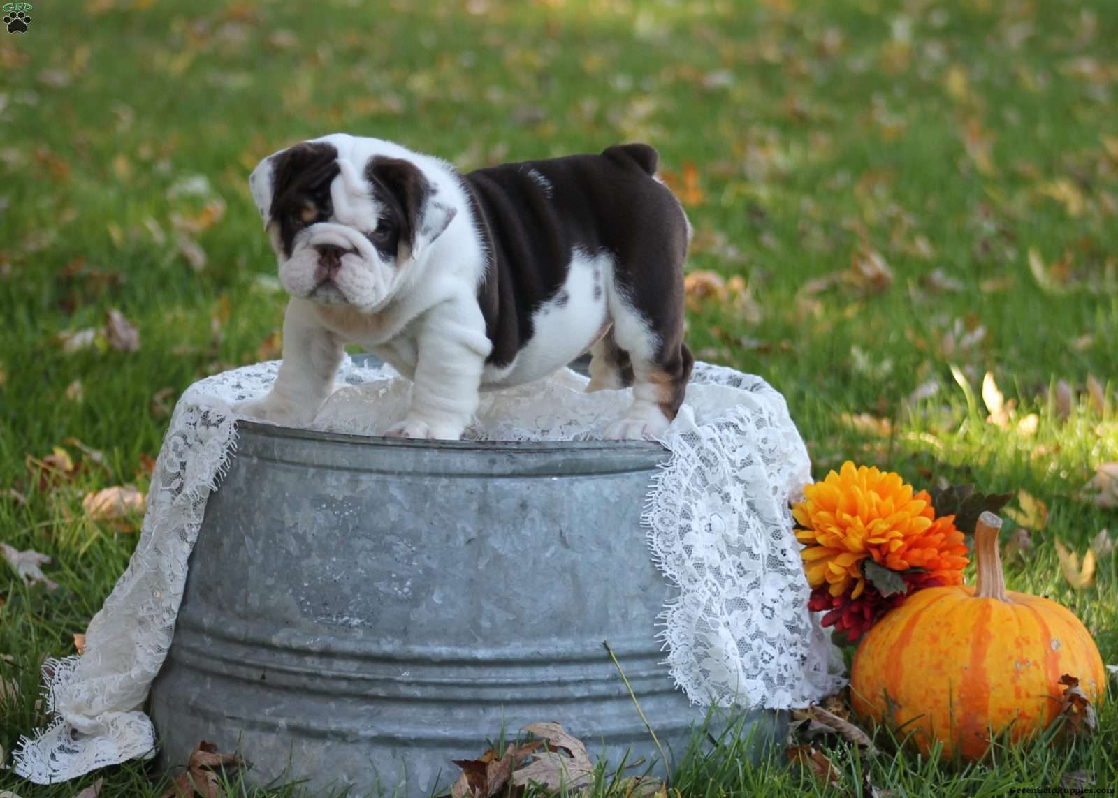 Daisy (Bulldog, Female) in Mohnton, PA