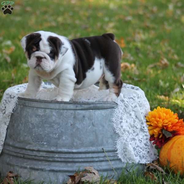 Daisy, English Bulldog Puppy