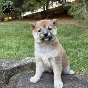 Bailey, Shiba Inu Puppy