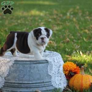 Daisy, English Bulldog Puppy