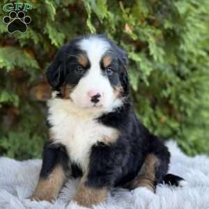 Max, Bernese Mountain Dog Puppy