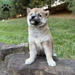 Bailey, Shiba Inu Puppy