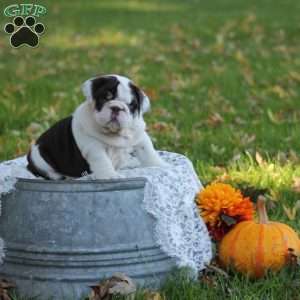 Daisy, English Bulldog Puppy