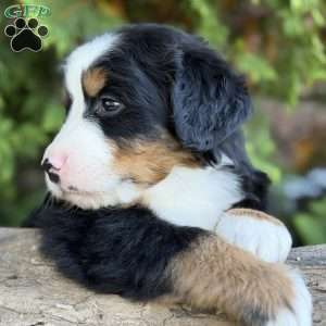 Max, Bernese Mountain Dog Puppy