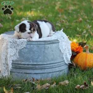 Dakota, English Bulldog Puppy