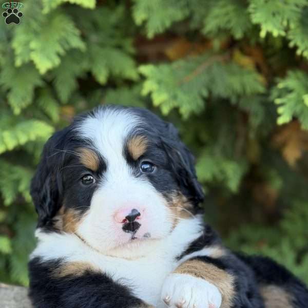 Max, Bernese Mountain Dog Puppy