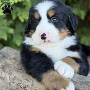 Max, Bernese Mountain Dog Puppy