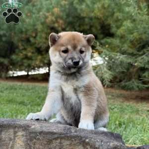 Bailey, Shiba Inu Puppy