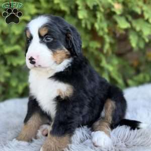 Max, Bernese Mountain Dog Puppy