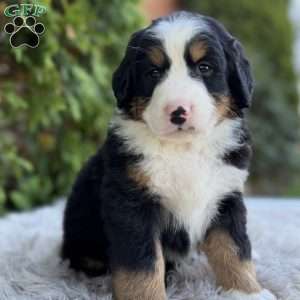 Max, Bernese Mountain Dog Puppy