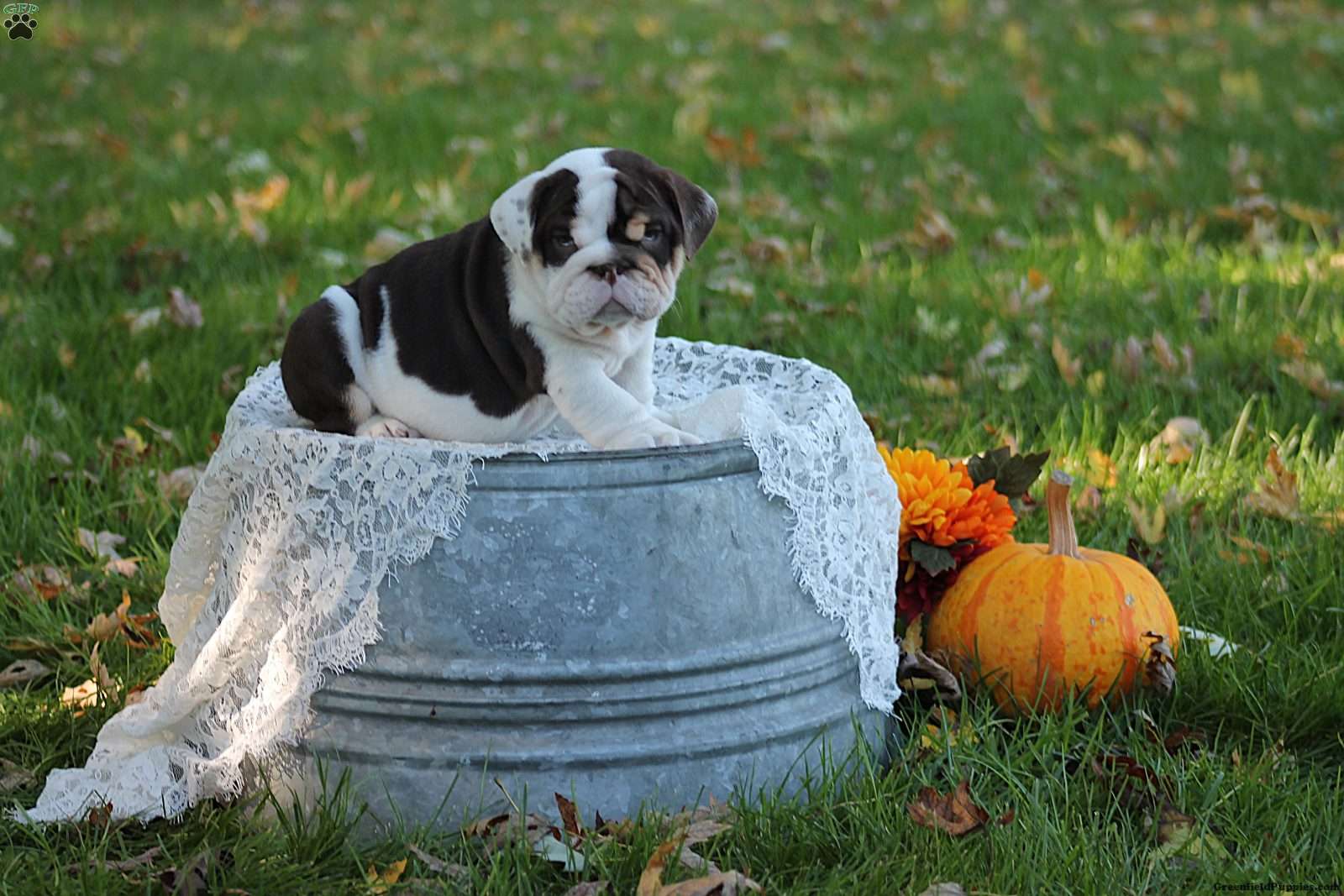 Dakota (Bulldog, Male) in Mohnton, PA