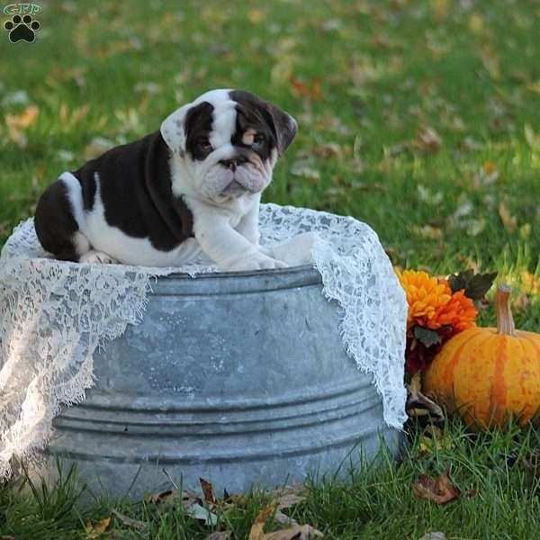 Dakota, English Bulldog Puppy