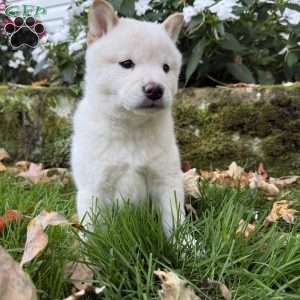 Bentley, Shiba Inu Puppy