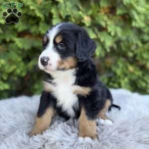 Jax, Bernese Mountain Dog Puppy