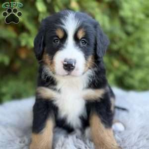 Jax, Bernese Mountain Dog Puppy