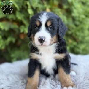 Jax, Bernese Mountain Dog Puppy