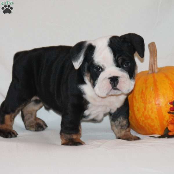 Pudgy, English Bulldog Puppy