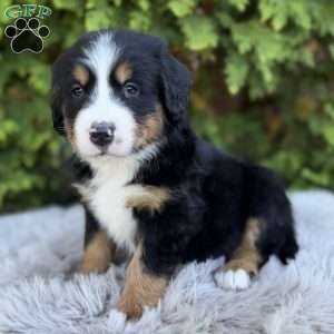 Jax, Bernese Mountain Dog Puppy