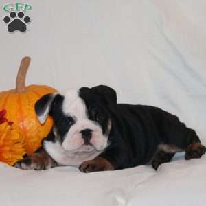 Pudgy, English Bulldog Puppy